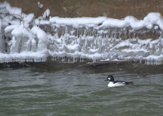 "Bucephala clangula ‘Common Goldeneye’" Photo by Cheryl Lloyd