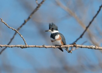 "Kingfisher" Photo by Greg Craybas