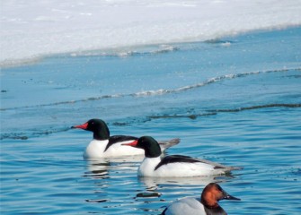 "Common Mergansers with Canvasback" Photo by Suzanne Ray