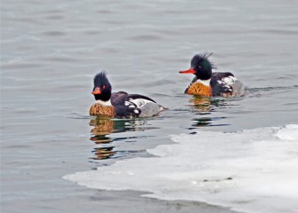 "Two Ducks in a Row" Photo by Bob Walker