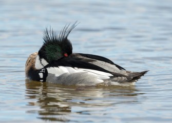 "Bed Head" Photo by Greg Craybas