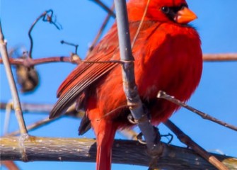 "Regal" Photo by John Savage