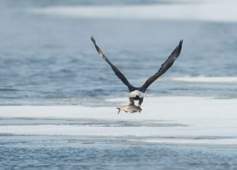 "Grab and Go" Photo by Greg Craybas