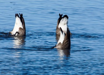 "Bottoms Up" Photo by John Savage