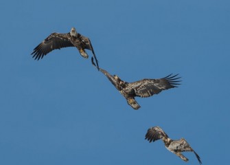 "Follow the Leader" Photo by Greg Craybas