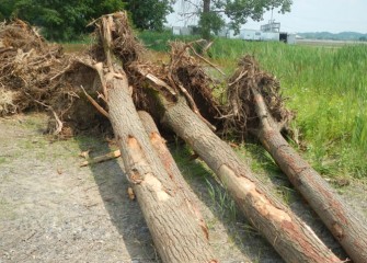 Logs with roots attached will be placed in the creek, improving fish habitat.