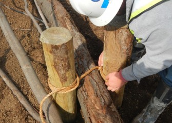 Cut trees will be used for habitat. They are tied to logs to anchor them during high water periods in the forested wetland.