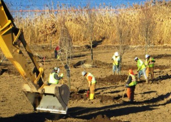 Workers plant red maples, native to the forest wetland ecosystem. A swamp white oak (with leaves), also native, is visible in back.