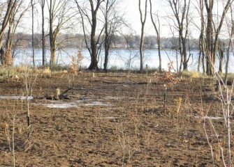 Existing silver maples and a swamp white oak were left standing along the shoreline (background). Care was taken to not disturb the shallow delicate root systems of the trees while working nearby.