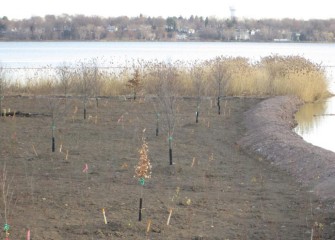 Swamp white oaks and red maples are the tallest plantings in these newly recreated forested wetlands. Other trees planted include silver maple, black gum, hornbeam, yellow and river birch, butternut, and hickory.