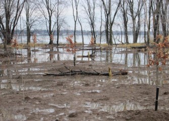 The trees, dormant when planted, will remain so until spring.