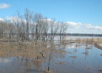 Habitat experts continually monitor the forested wetlands, observing and recording signs of growth as the water level recedes.