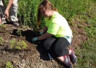 Emily Monette, from Solvay Middle School, plants New England aster, which will provide ground cover for small animals, and food for butterflies, bees and hummingbirds.