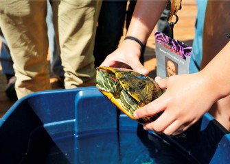 Students are able to closely examine a painted turtle.