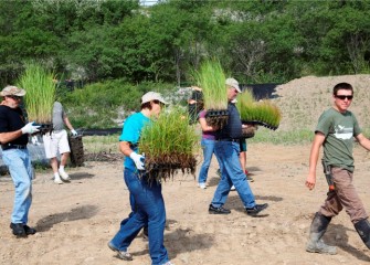 Volunteers carry native grasses – prairie cordgrass (left), fox sedge (center), and path rush (far right) - to the planting area. Prairie cordgrass was once one of the most common plant species on the western shoreline.