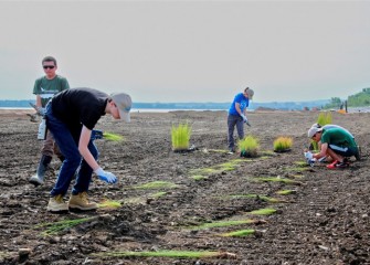 Volunteers lay out the young plants for proper spacing, in order to best establish the new habitat. The area will later be flooded with water to create the wetland.