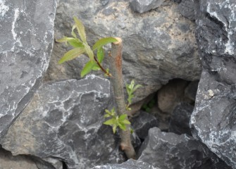 An American willow (salix discolor) live stake begins to grow.  This plant is also commonly known as pussy willow.