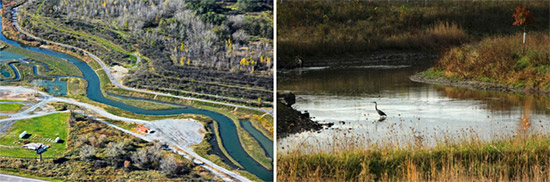 Left: Work at Nine Mile Creek was completed in mid-October; this section, near Geddes Brook, was realigned and graded to create floodplains and wetlands. Right: A great blue heron in Nine Mile Creek. 