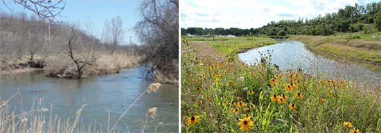 About 41,000 native plants, trees, and shrubs are now supporting a thriving ecosystem. Left: Nine Mile Creek before remediation. Right: Nine Mile Creek after restoration.