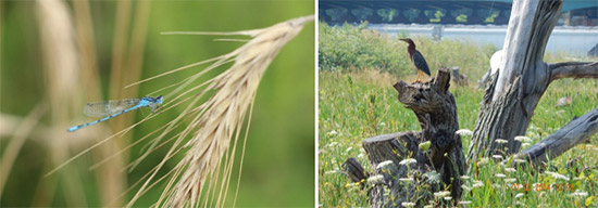 Several fish and wildlife species have already returned to Nine Mile Creek and nearby areas, including the common bluetail damselfly (left) and green heron (right).