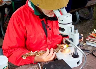 Nearly 450 species were identified by State University of New York College of Environmental Science and Forestry (SUNY-ESF) professors and students, and Onondaga Lake Conservation Corps volunteers, during a 24-hour Onondaga Lake BioBlitz, September 12-13.