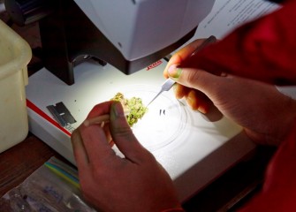 Microscopes aided in distinguishing among mosses and other samples collected during the BioBlitz.