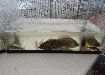 Fish were placed in temporary holding tanks.  From left to right are a juvenile largemouth bass (corner), rock bass, two bluegill, a yellow perch, and another juvenile largemouth bass (small fish in bottom right corner).