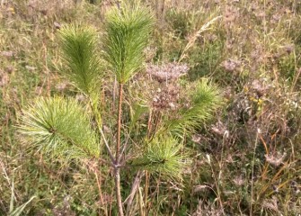 This young white pine and many other native grasses, shrubs, and trees previously planted are now thriving in the reestablished Geddes Brook habitat areas.