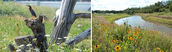 01 Left: Nearly 250 native plant species were planted and 104 fish and wildlife species have been documented at the sites. Right: A section of Nine Mile Creek after restoration in August 2013.