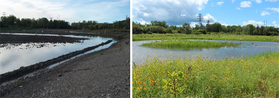 Left: Geddes Brook wetlands during construction. Right: Geddes Brook wetlands after restoration.