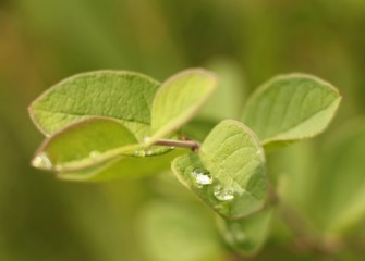 Dewdrops on honeysuckle, a plant important to pollinators such as flies, butterflies and bees.