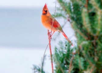 “Beauty In The Tree” Photo by Bob Walker