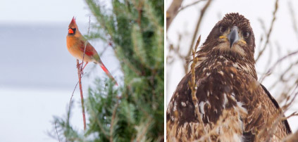 "I am amazed at the number of bird species on the Onondaga Lake shoreline," said John Savage, a local photographer exhibiting at the event. "Songbirds, hawks, heron, cormorants, ducks, swan, geese, and yes, even bald eagles. It is one of my favorite spots to photograph birds; as the lake becomes cleaner, more species return." Left: "Beauty in the Tree" by Bob Walker. Right: "Don't Tread on Me" by John Savage.