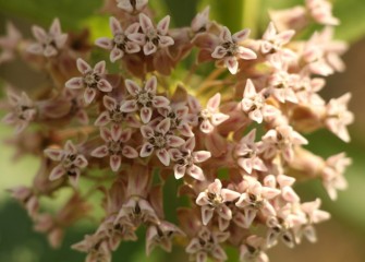 Common milkweed is essential to certain organisms that only eat milkweed, such as larvae of the monarch butterfly.