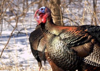 “L.B. Top Tom” Wild Turkey Photo by Cheryl Lloyd