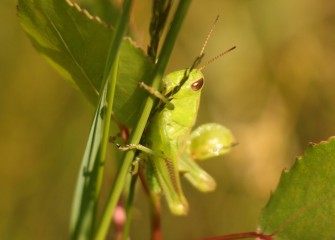 A grasshopper clings to a grass stem next to an Eastern cottonwood sapling.