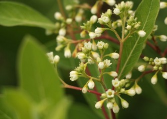 The native Indian hemp can be harvested for its fibers.