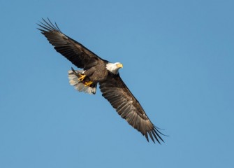 “Onondaga Lake Eagle” Photo by Greg Craybas