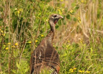 A Wild Turkey surveys its surrounding environment.