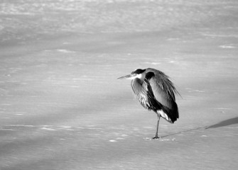 “Someone please… TURN UP THE HEAT” Great Blue Heron Photo by Cheryl Lloyd