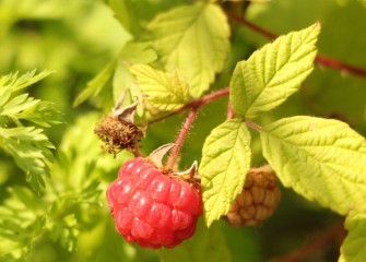 The native American red raspberry provides food and ground cover for many wildlife species including grouse, other birds, raccoons, coyotes, and chipmunks.