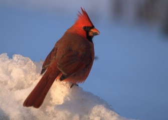 “Conspicuous” Northern Cardinal (male) Photo by Cheryl Lloyd