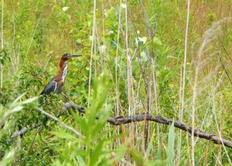 A Green Heron perches nearby.