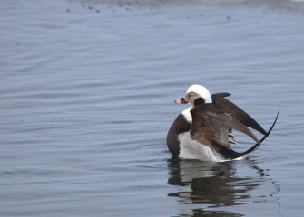 “UP” Long-tailed Drake (winter plumage) Photo by Cheryl Lloyd