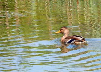 A female Mallard swims in the pond at wetlands on the former LCP site.