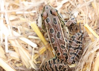 Healthy habitat supports amphibians such as Northern Leopard Frogs.