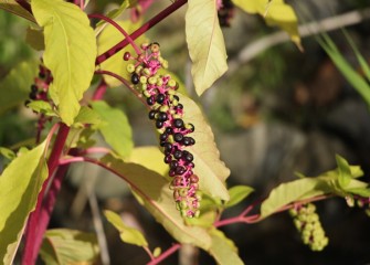 Pokeweed is a great food source for birds and wildlife.