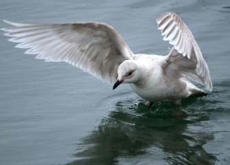 “Iceland Gull” (juvenile) Photo by Cheryl Lloyd