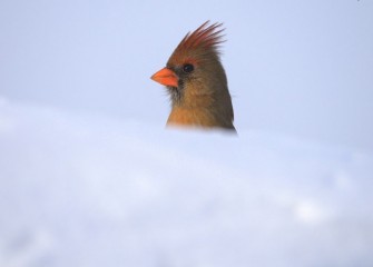 “Afternoon Delight” Northern Cardinal (female) Photo by Cheryl Lloyd