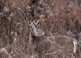 White-tailed deer grow a thicker coat for winter. This is a young male, or buck, at the LCP wetlands.